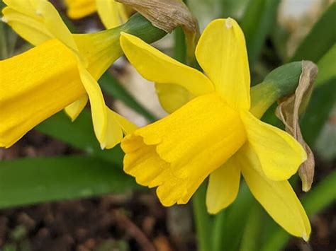 水仙 意味|水仙（スイセン）の花言葉は？ナルシストという意味。